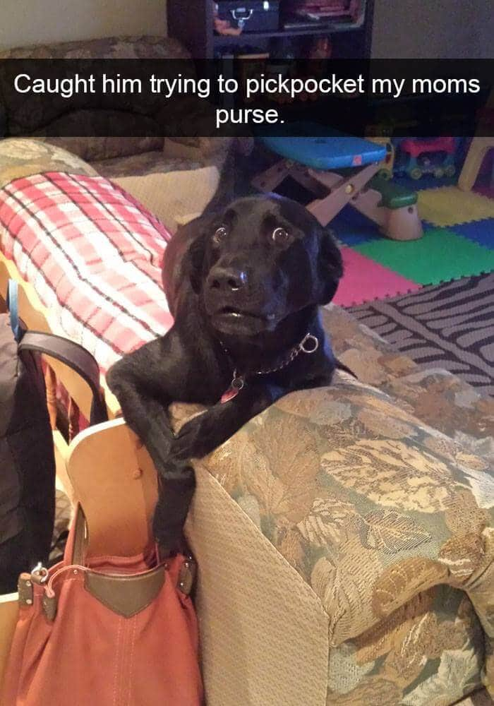 Pickpocket Doggie