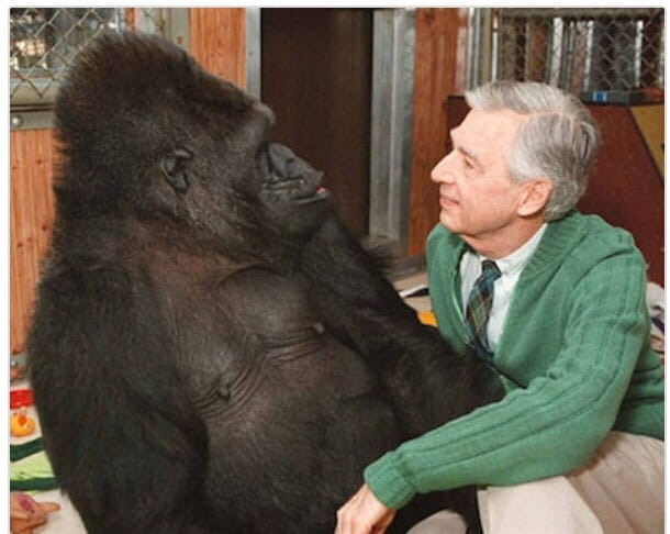Koko The Gorilla Loved Mr. Rogers.